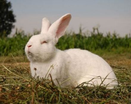 Mikhailov'a göre hızlandırılmış tavşanların yetiştirilmesi, boyutları olan kafes çizimleri