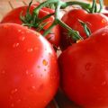 Description of the tomato variety Aphrodite, its yield and characteristics