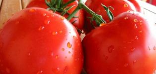 Beschrijving van de tomatenvariëteit Aphrodite, zijn opbrengst en kenmerken