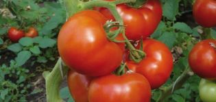 Pomidorų Berberana veislės aprašymas, savybės ir derlius