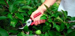 Jak prořezávat trpasličí jabloně: základní metody formování na jaře, v létě a na podzim