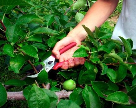 A törpe almafák metszése: alapvető képzési módszerek tavasszal, nyáron és ősszel