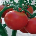 Beschrijving van de tomatensoort Michelle f1 en zijn kenmerken