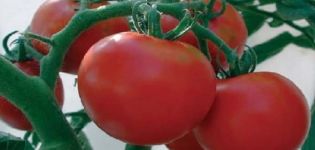 Opis sorte rajčice Michelle f1 i njezine karakteristike