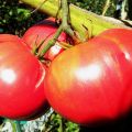 Egenskaber og beskrivelse af tomatsorten Kæmpe rød, dens udbytte