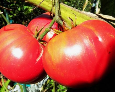 Tomaattilajikkeen Giant red ominaisuudet ja kuvaus, sen sato