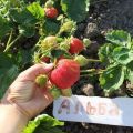 Popis a vlastnosti jahod odrůdy Alba, reprodukce a pěstování