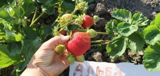 Beskrivelse og karakteristika for jordbær af Alba-sorten, reproduktion og dyrkning