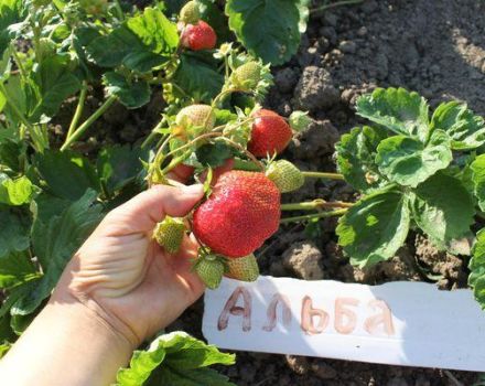 Alba-lajikkeen mansikoiden kuvaus ja ominaisuudet, lisääntyminen ja viljely