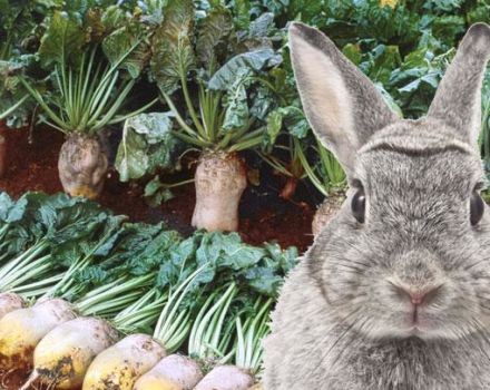 Er det muligt, og hvordan man korrekt giver kaniner sukkerroer, høstmetoder