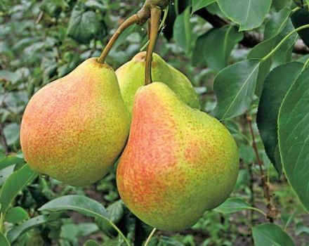 Description and characteristics of pear varieties Memory Yakovlev, planting and care