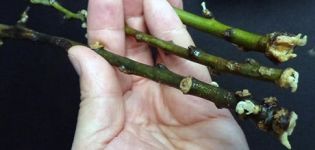 Wie man eine Birne mit grünen Stecklingen und anderen Methoden im Sommer und Frühling richtig vermehrt