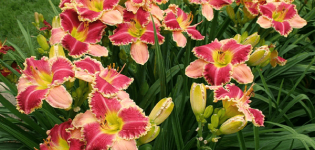 Reasons why daylily does not bloom and what needs to be done to solve