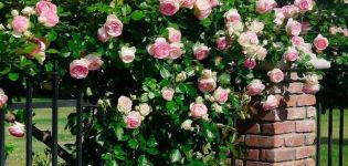 Características de plantar y cuidar rosas trepadoras en los Urales en campo abierto.
