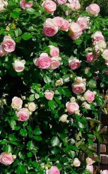Caratteristiche di piantare e prendersi cura delle rose rampicanti negli Urali in campo aperto