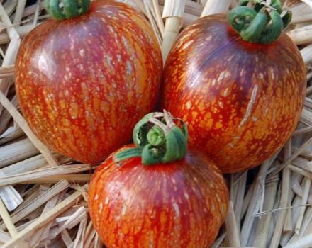 Opis odmiany pomidora Dark Galaxy i jej właściwości
