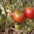 Características y descripción de la variedad de tomate Cosmonaut Volkov, su rendimiento.