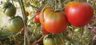 Kenmerken en beschrijving van de tomatenvariëteit Cosmonaut Volkov, de opbrengst
