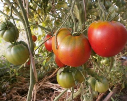Tomaattilajikkeen Cosmonaut Volkov ominaisuudet ja kuvaus, sen sato