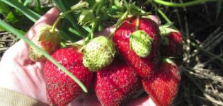 Beskrivelse og egenskaber ved Bereginya jordbær, plantning og pleje