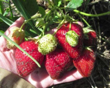 Beschreibung und Eigenschaften von Bereginya-Erdbeeren, Pflanzen und Pflege