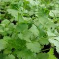 Description of the coriander variety Amber, Borodinsky and Debut features of cultivation and care
