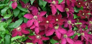 Description and cultivation of clematis varieties Ernest Markham, pruning group