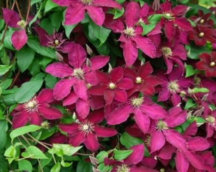 Description and cultivation of clematis varieties Ernest Markham, pruning group