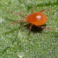 Salatalıktaki örümcek akarlarından nasıl kurtulur, ana kontrol önlemleri