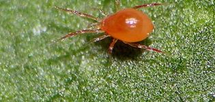 Salatalıktaki örümcek akarlarından nasıl kurtulur, ana kontrol önlemleri