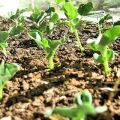 How to grow and care for peas using modern technology