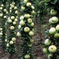 Descrizione e caratteristiche della varietà di mele colonnari Malukha, semina e cura