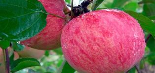 Beskrivelse af æblevariet Baltika, vækstregioner og sygdomsresistens