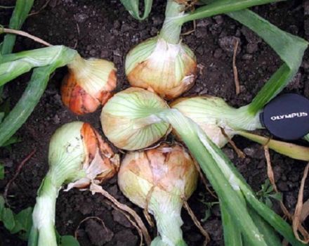 Descripción, cultivo y cuidado de la cebolla híbrida Candy onion