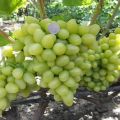 Description and characteristics of the grape variety Nastya, pros and cons, growing rules