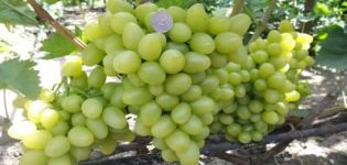 Vynuogių veislės „Nastya“ aprašymas ir savybės, privalumai ir trūkumai, auginimo taisyklės