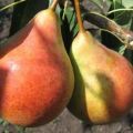 Descripció i característiques de les varietats de pera Duchess (Williams), cultiu i cura