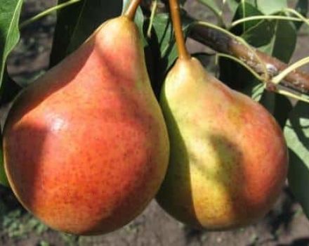 Paglalarawan at mga katangian ng mga pear pear Duchess (Williams), paglilinang at pangangalaga