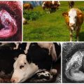 Συμπτώματα και βιολογία της ανάπτυξης θαλαζώσεως στα βοοειδή, θεραπεία και πρόληψη