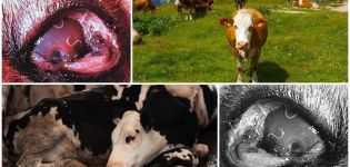 Síntomas y biología del desarrollo de thelaziosis en ganado, tratamiento y prevención.