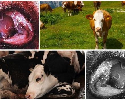 Sintomi e biologia dello sviluppo della telaziosi nei bovini, trattamento e prevenzione