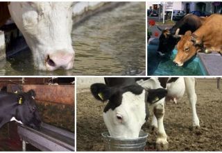 Quanta aigua beu normalment una vaca al dia i el paper de líquid és possible refredar