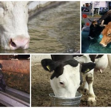 Hvor meget vand en ko normalt drikker pr. Dag og væskens rolle, er det muligt at forkøle