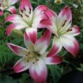 Description of the best varieties of lilies, planting and care in the open field and what to feed
