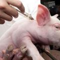 Comment injecter un porc seul et ce qui est nécessaire, erreurs possibles