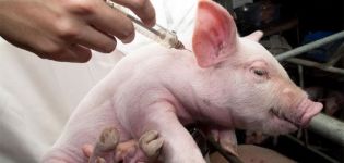 Cómo inyectar a un cerdo por su cuenta y qué se necesita, posibles errores.