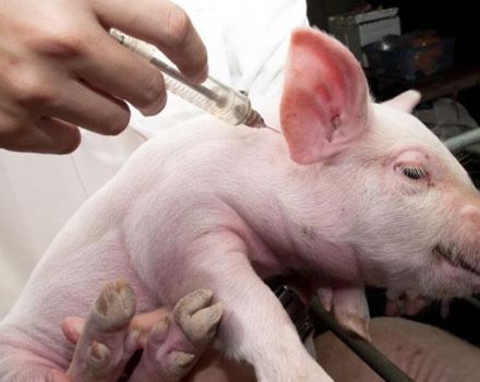 Wie man ein Schwein selbst injiziert und was benötigt wird, mögliche Fehler