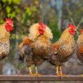 Descripciones de las 45 mejores razas de pollos para la cría casera, cuáles son y cómo elegir