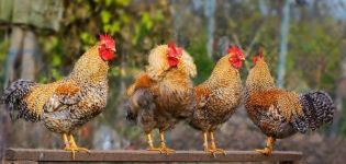 Evde ıslah için en iyi 45 tavuk ırkının tanımları, hangileri ve nasıl seçileceği