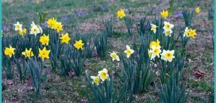 Kapag mag-transplant daffodils sa ibang lokasyon, sa tagsibol o taglagas